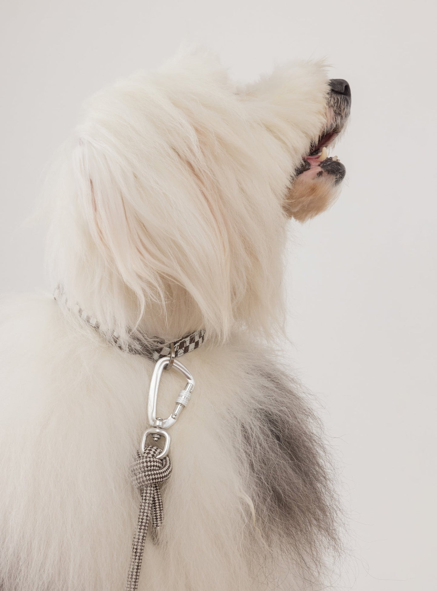 Pet Collar (Rum)