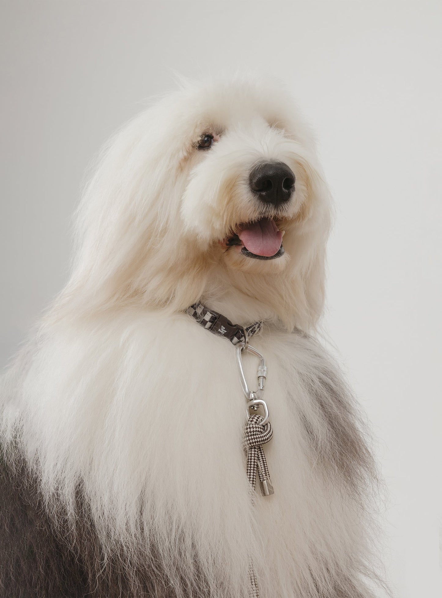 Pet Collar (Rum)